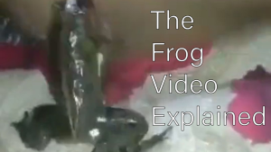 The Frog Video