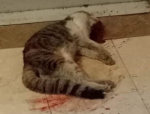 Ibrahim Keloğlan kedi katili video