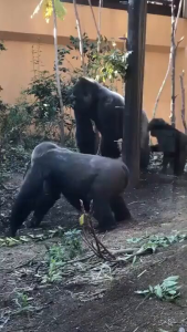 female gorilla seduce her mate gorila
