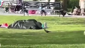 NYC park blanket couple Viral Video